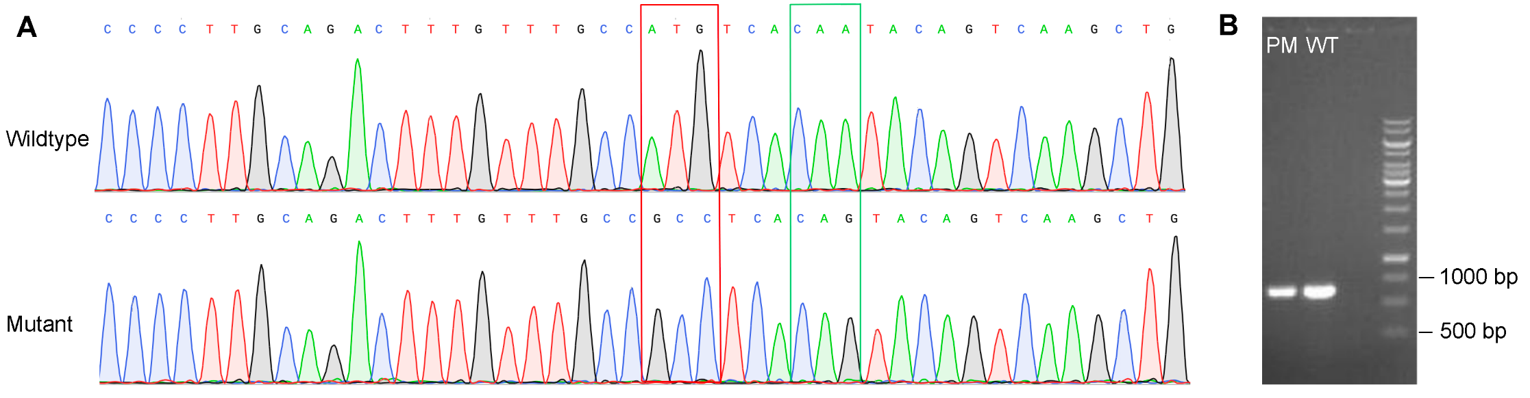 Validation of point mutations in THP-1 cells